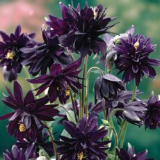 5023242290058 1 Aquilegia vulgaris Black Barlow 2L.jpg